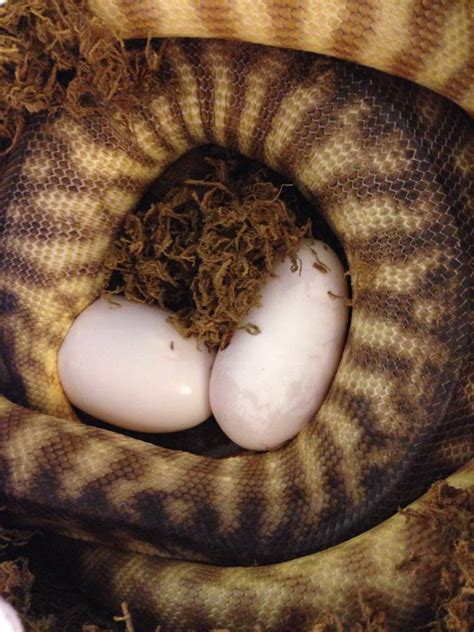 how to make rattlesnake eggs